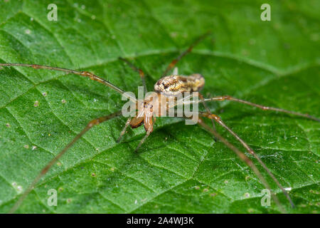 Ganasce lunghe Orbweaver Spider, Tetragantha montana, Stodmarsh Riserva Naturale, Kent REGNO UNITO Foto Stock