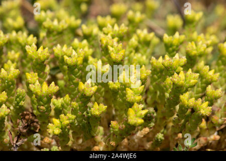 Mordere Stonecrop, Sedum acre, Sandwich, Kent, Regno Unito cresce a bordo della spiaggia di ciottoli, matt impianto di formatura, Goldmoss Foto Stock