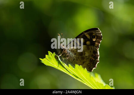 Chiazzato legno Butterfly, Pararge aegeria, Sandwich, Kent REGNO UNITO, in appoggio sulla lamina di sole nel bosco, lato inferiore delle ali Foto Stock