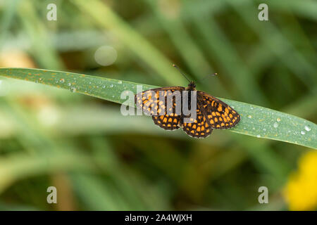 Heath Fritillary Butterfly, Melitea athalia, Thornden boschi, Kent, Regno Unito, RSPB Riserva, uno dei rarissimi UKs farfalle, Marrone, arancio, alette aperte Foto Stock