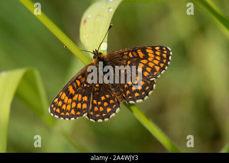 Heath Fritillary Butterfly, Melitea athalia, Thornden boschi, Kent, Regno Unito, RSPB Riserva, uno dei rarissimi UKs farfalle, Marrone, arancio, alette aperte Foto Stock