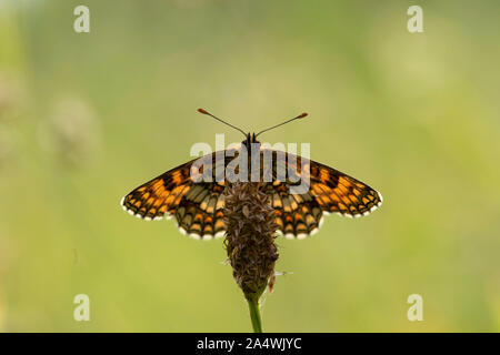 Heath Fritillary Butterfly, Melitea athalia, Thornden boschi, Kent, Regno Unito, RSPB Riserva, uno dei rarissimi UKs farfalle, Marrone, arancio, alette aperte Foto Stock