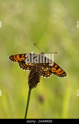 Heath Fritillary Butterfly, Melitea athalia, Thornden boschi, Kent, Regno Unito, RSPB Riserva, uno dei rarissimi UKs farfalle, Marrone, arancio, alette aperte Foto Stock