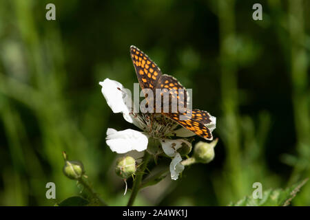 Heath Fritillary Butterfly, Melitea athalia, Thornden boschi, Kent, Regno Unito, RSPB Riserva, uno dei rarissimi UKs farfalle, Marrone, arancio, alette aperte Foto Stock