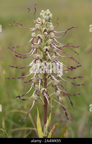 Lizard Orchid, Himantoglossum hircinum, Sandwich, Kent REGNO UNITO, verde-bianco con un lungo la torsione/labellum a spirale Foto Stock