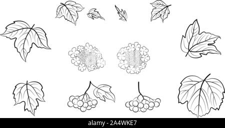 Viburnum, set di pittogrammi Illustrazione Vettoriale