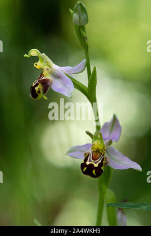 Bee Orchid, Ophrys apifera, Tyland Granaio, Kent Wildlife Trust, Kent, Regno Unito Foto Stock