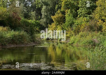 Le zone umide del Parco Nazionale Lobau - Donauauen con boschi rivieraschi riflessa nella laguna di acqua stagnante in una giornata autunnale Foto Stock