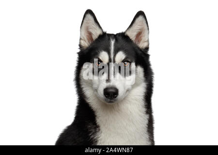 Ritratto di Siberian Husky cane con divertenti ammirando le sopracciglia isolato su sfondo bianco Foto Stock