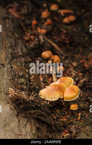 Galerina autumnalis o Galerina marginata noto anche come la campana funebre di un piccolo marrone altamente velenosi fungo cresce su legno marcescente Foto Stock