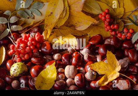 Sfondo costituito di Giallo autunno foglie di acero specie di acero, cavallo di castagne, ghiande e rowanberry Foto Stock