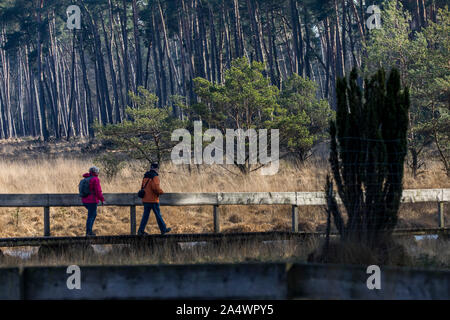 Diesfordter foresta, il parco naturale di Hohe Mark Westmünsterland, foresta, vicino a Wesel, passerella di legno su una brughiera, Foto Stock