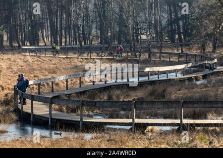 Diesfordter foresta, il parco naturale di Hohe Mark Westmünsterland, foresta, vicino a Wesel, passerella di legno su una brughiera, Foto Stock