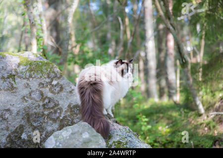 Un grazioso di razza gatto Ragdoll brown bicolor fuori nella foresta. Il gatto è in piedi su una roccia e guardando fuori nel bosco. Foto Stock