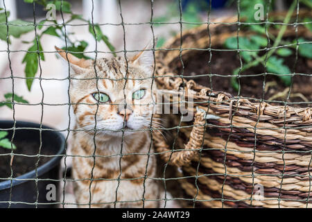 Un tabby Bengeal razza gatto in una piscina esterna reticolare cantiere cat. Il gatto è circondato da piante in vaso. Foto Stock