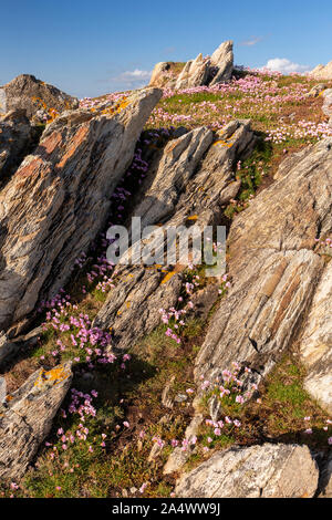 Fiori di colore rosa sulla scogliera a Rhoscolyn, Anglesey, Galles del Nord in una giornata di sole Foto Stock