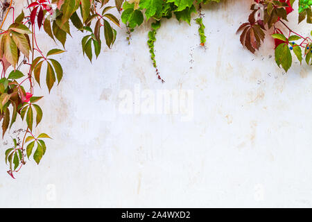 Bianco parete giardino sfondo con pianta rampicante su di esso e copy-space area vuota Foto Stock