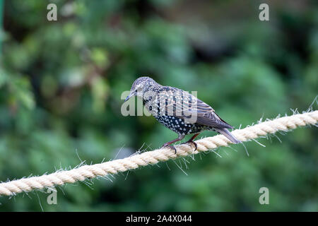 Singolo adulto Starling Sturnus vulgaris appollaiate su un pezzo di corda di sisal in un giardino interno Foto Stock