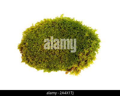 Tussock muschio verde isolato vista dall'alto. Bryum Silvergreen moss Foto Stock