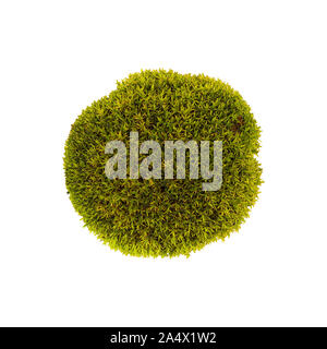 Tussock muschio verde isolato vista dall'alto. Bryum Silvergreen moss Foto Stock