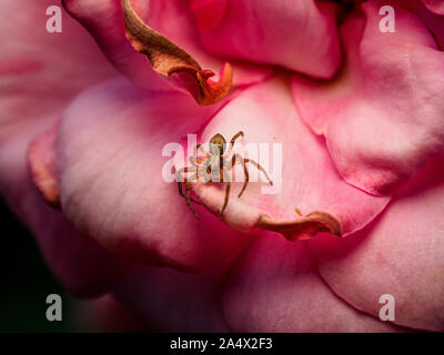 Un ragno molto brulicante su una testa rosa morente a fine estate. Fotografato in un giardino di Sutton Coldfield, West Midlands, Regno Unito. Foto Stock