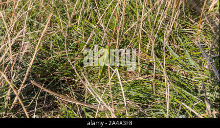 Grande macchia verde-cricket (Tettigonia viridissima) visto vicino a St Aldhelm di testa, Dorset, Regno Unito Foto Stock