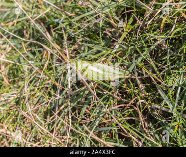 Grande macchia verde-cricket (Tettigonia viridissima) visto vicino a St Aldhelm di testa, Dorset, Regno Unito Foto Stock