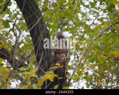 Carino orientale scoiattolo grigio rilassante su un cut-off il ramo di un albero guardando i passanti. Foto Stock