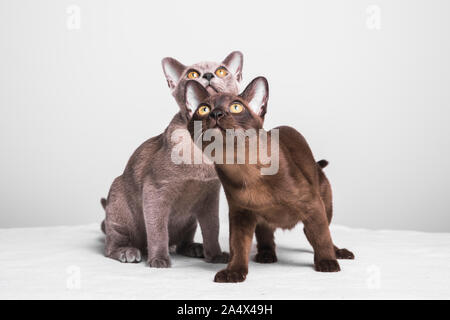 Due gattini birmani guardando verso l'alto. I gatti sono circa 17 settimane di età e sono seduto su una coltre bianca con uno sfondo grigio. Foto Stock