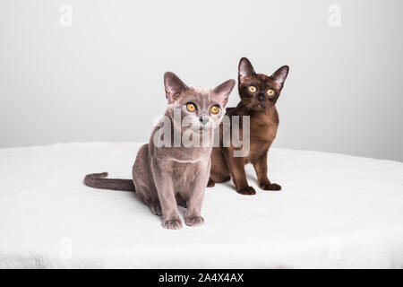 Due gattini birmani guardando verso l'alto. I gatti sono circa 17 settimane di età e sono seduto su una coltre bianca con uno sfondo grigio. Foto Stock