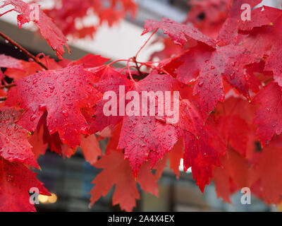 Bel rosso acero lascia appeso a un ramo sotto la pioggia. Gocce di pioggia sulle foglie. Foto Stock