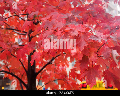 Lussureggianti foglie rosse sullo zucchero di acero sotto la pioggia, con gocce di acqua sulle foglie. Foto Stock