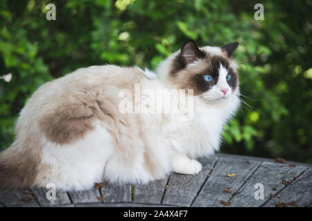 Un giovane bellissimo gatto Ragdoll oudoors. Il gatto è bicolore con gli occhi blu e lei è di circa 1 anno di età. È lei che guarda lontano. Copia spazio per taxt. Foto Stock