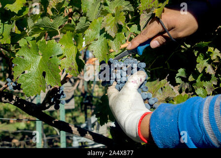 Lavoratore agricolo tagli uve provenienti da un vitigno durante la mietitura di un vigneto Foto Stock