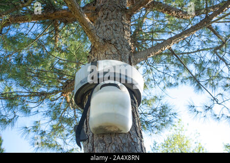 Pino con processionary trappola. Parco pubblico Foto Stock