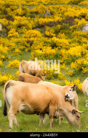 Un vitello lecca il collo di una vacca di Aubrac in un campo riempito con la fioritura di Ginestra Foto Stock