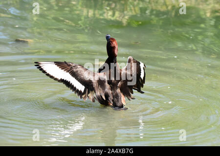 Un maschio Pochard ferruginosa (Aythya nyroca) allungare le sue ali su di un lago in Inghilterra del Sud Foto Stock