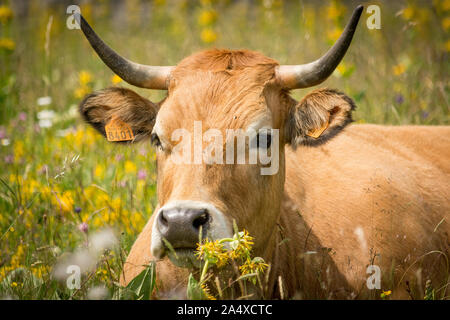 Una vacca di Aubrac riposa in un campo fiorito Foto Stock