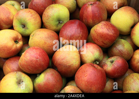 Apple 'Regina Cox', mangiare le mele, mele, mangiare sano, Malus domestica Foto Stock