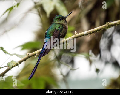 Primo piano dei maschi di viola-tailed Sylph ( Aglaiocercus coelestis) appollaiate su un ramo in Mindo Ecuador.Gamma pendio ovest delle Ande in Colombia ed Ecuador Foto Stock