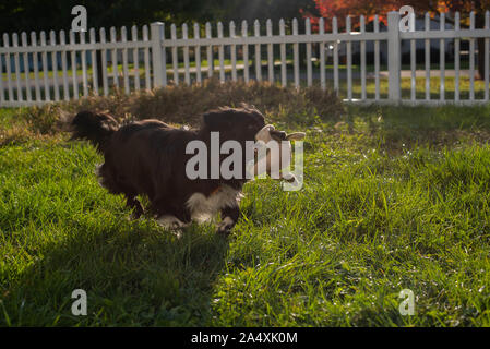 Un cockapoo shetland sheepdog mix funziona con un cane giocattolo in un cortile. Foto Stock