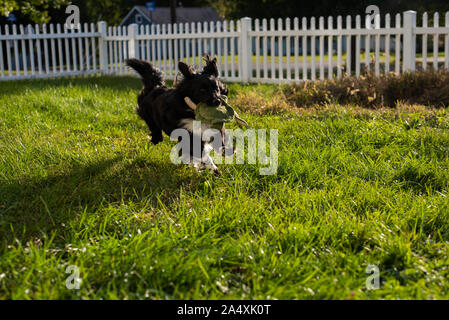 Un cockapoo shetland sheepdog mix funziona con un cane giocattolo in un cortile. Foto Stock