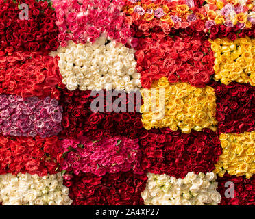 Mazzetto di vibranti bellissime rose colorata rosso giallo bianco rosa salmone arancione tappeto viola la carta da parati non molte persone Foto Stock