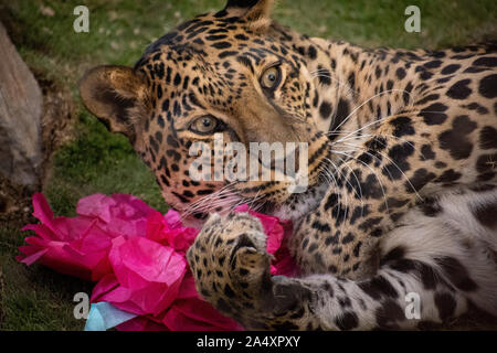 Close-up di una riproduzione di Leopard Foto Stock