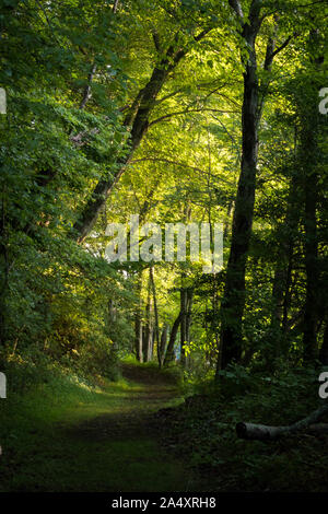 Un'area pic-nic a Grundy Parco dei Laghi di Tracy City, Tennessee del Sud Cumberland parco dello Stato sistema. Retroilluminati da il Rising Sun. Foto Stock