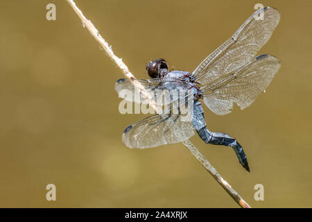 Un slaty skimmer dragonfly con una coda attorcigliata posatoi su un bastone a Crowder Parcheggio contea in Apex, North Carolina. Foto Stock