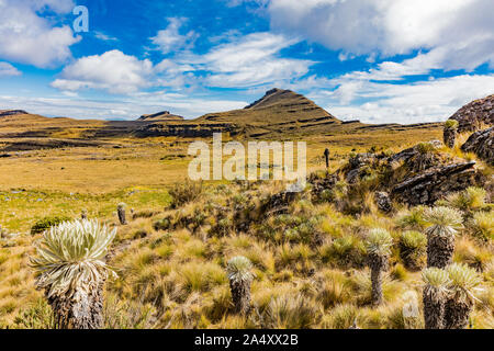 Paramo de Oceta e il suo Espeletia Frailejones Mongui Boyaca in Colombia Sud America Foto Stock