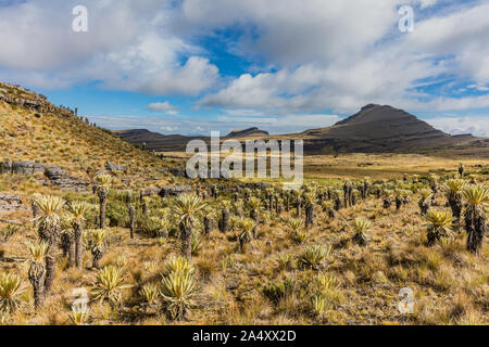 Paramo de Oceta e il suo Espeletia Frailejones Mongui Boyaca in Colombia Sud America Foto Stock