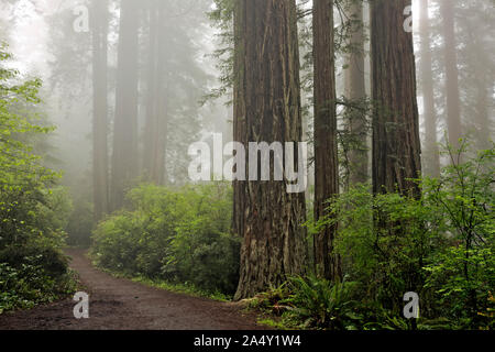 CA03681-00...CALIFORNIA - nebbia nella Foresta di Redwood a Lady Bird Johnson Grove in Redwoods National Park. Foto Stock