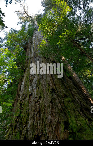 CA03696-00...CALIFORNIA - Gli alti alberi nel Tall Trees Grove area dei Redwoods nazionali e i parchi statali. Foto Stock